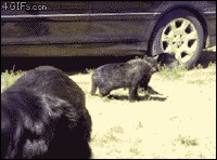 Dogs-break-up-cat-fight.gif