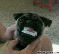 ween-vampire-pug.gif