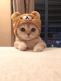 cute_cat.jpg