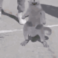 dancing-cat-swag.gif