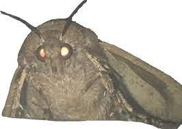 mothmeme.jpg