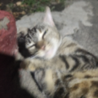 Kessua