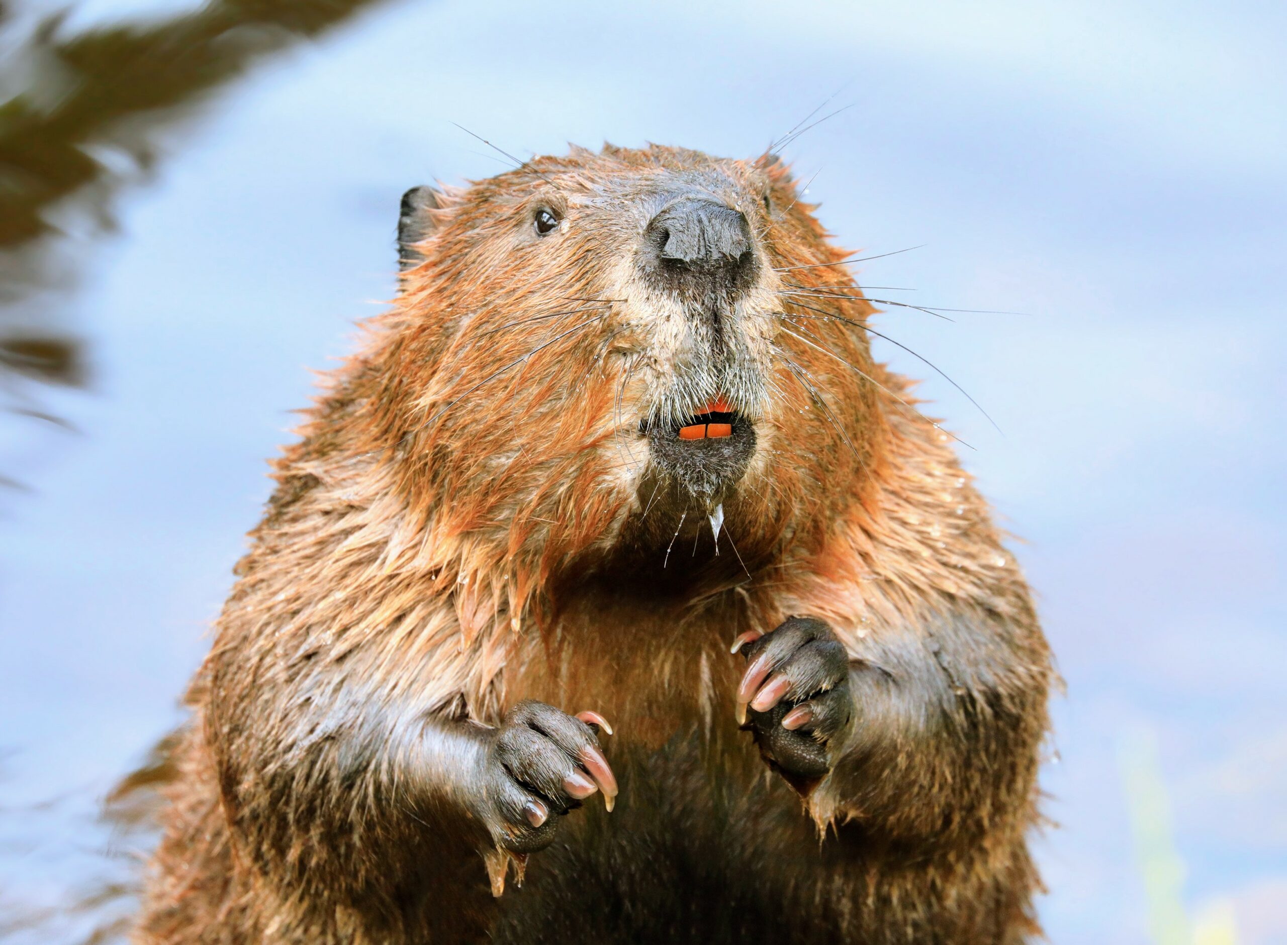 Beavers-scaled.jpg