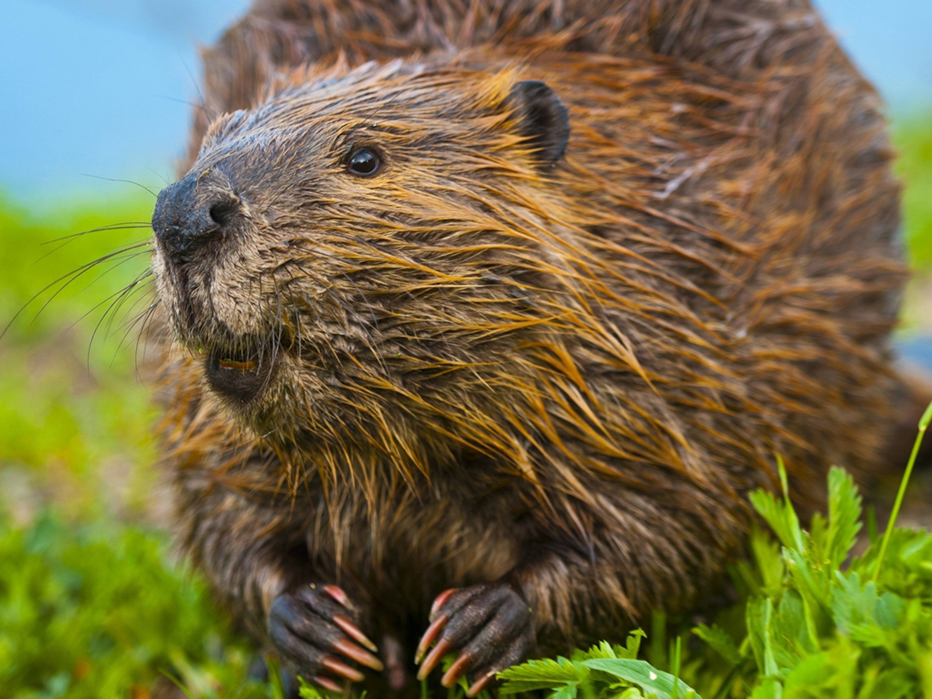 beaver-closeup_4x3.jpg