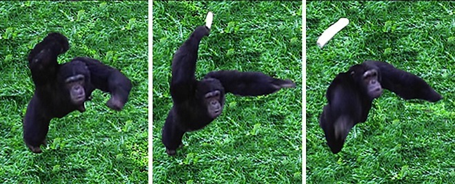 chimp_throwing.jpg
